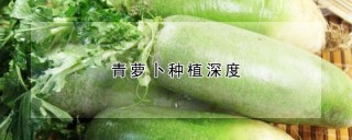 青萝卜种植深度,第1图