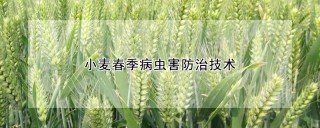 小麦春季病虫害防治技术,第1图