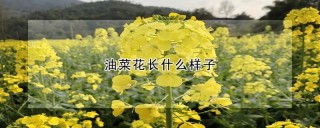 油菜花长什么样子,第1图