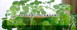 碰碰香的养殖方法和注意事项有哪些,第1图