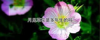 月见草花是多年生的吗,第1图