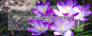 番红花和藏红花的区别,第1图