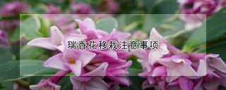 瑞香花移栽注意事项,第1图