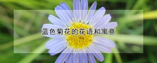 蓝色菊花的花语和寓意,第1图