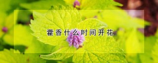 藿香什么时间开花,第1图