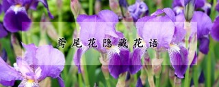 鸢尾花隐藏花语,第1图