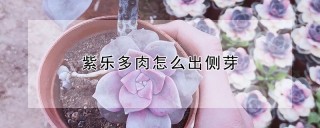 紫乐多肉怎么出侧芽,第1图