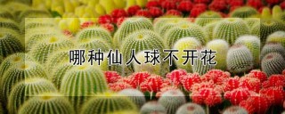 哪种仙人球不开花,第1图