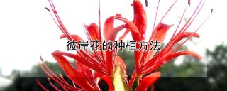 彼岸花的种植方法,第1图