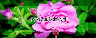 冬天玫瑰花怎么养,第1图