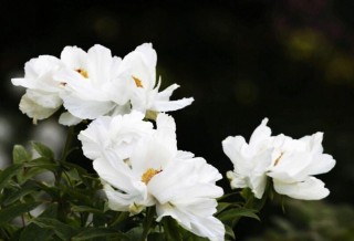 牡丹花有多少品种，按照花瓣细分有6种分类,第2图