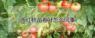 西红柿苗卷叶怎么回事,第1图