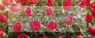 21朵玫瑰代表什么花语,第1图