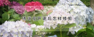 绣球花开谢后怎样修剪,第1图