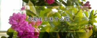 长辈生日送什么花,第1图