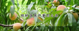 桃树落果严重怎么办,第1图