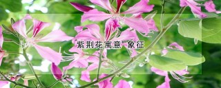 紫荆花寓意 象征,第1图