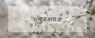 白樱花的花语,第1图