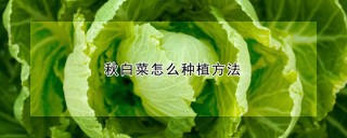 秋白菜怎么种植方法,第1图