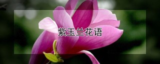 紫玉兰花语,第1图