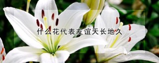 什么花代表友谊天长地久,第1图