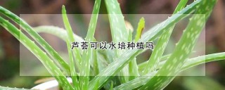 芦荟可以水培种植吗,第1图