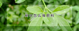 树叶怎么做肥料,第1图