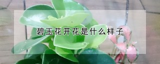 碧玉花开花是什么样子,第1图