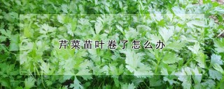 芹菜苗叶卷了怎么办,第1图