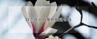 白兰花北方室外能过冬吗,第1图