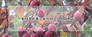 紫叶李的果子能吃吗几月份成熟,第1图
