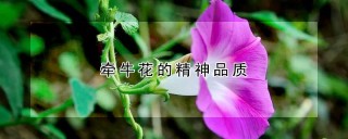 牵牛花的精神品质,第1图