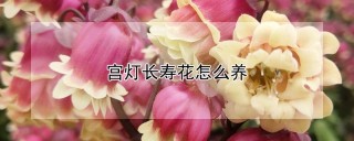 宫灯长寿花怎么养,第1图