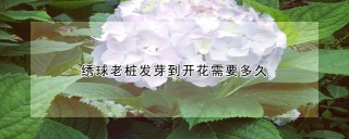 绣球老桩发芽到开花需要多久,第1图