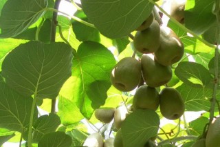 家庭猕猴桃的种植方法,第3图