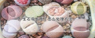 生石花长高了怎么处理方法,第1图