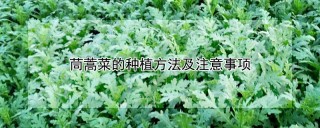 茼蒿菜的种植方法及注意事项,第1图