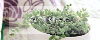 情人泪水培方法,第1图