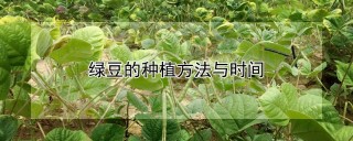 绿豆的种植方法与时间,第1图