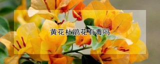 黄花杜鹃花有毒吗,第1图