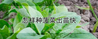 怎样种菠菜出苗快,第1图