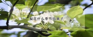 梨花什么季节结果子,第1图