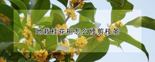 地栽桂花树怎么修剪枝条,第1图