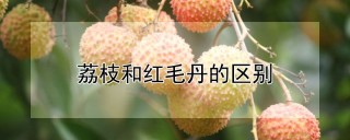 荔枝和红毛丹的区别,第1图