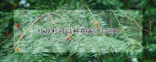 红豆杉可以种在家门口吗?,第1图