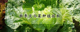 秋季大白菜种植技术,第1图