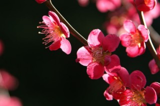 梅花的花语是什么,第2图