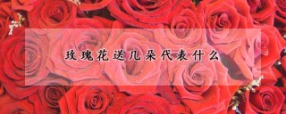 玫瑰花送几朵代表什么,第1图