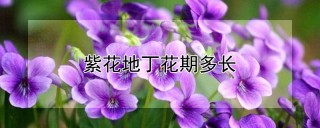 紫花地丁花期多长,第1图