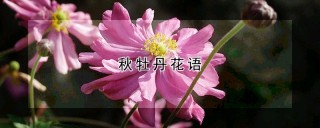 秋牡丹花语,第1图
